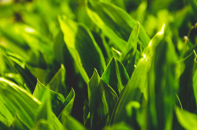 Full frame shot of crops growing on field