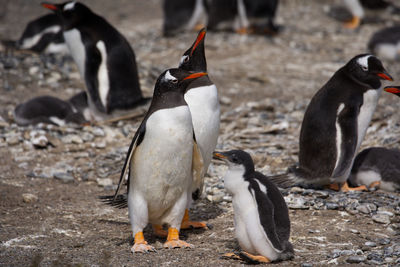 Penguin on field