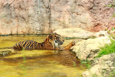 Zebra on rock by water