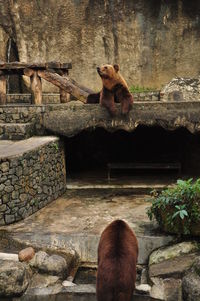 Grizzly bears at zoo