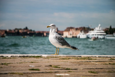 Seagull perching on a land