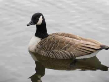 Close-up of duck swimming in lake