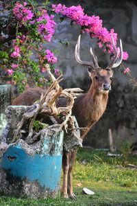 View of deer on field