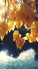 Close-up of tree branch with autumn leaves