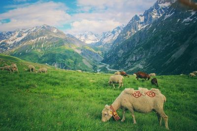 Sheep grazing in a field