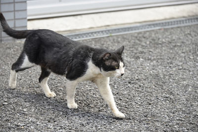 Cat looking away