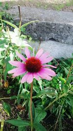 Close-up of pink flowers