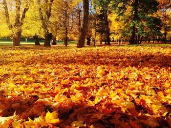 Autumn leaves in park