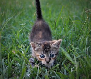 Portrait of kitten on a field