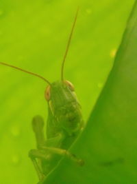 Close-up of insect on leaf