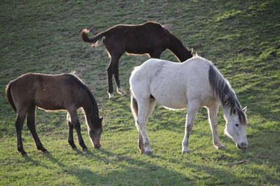 Horses grazing in a field