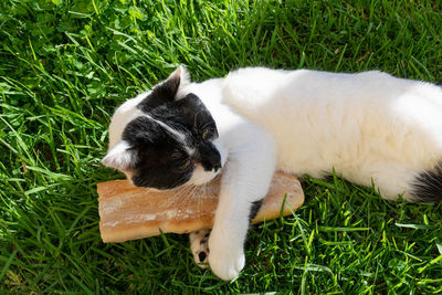 Close up shot of an adorable cat with a baguette lying on the green grass