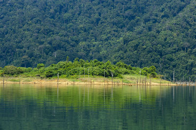 Scenic view of lake in forest