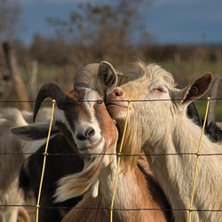 Close-up of two goats in ranch