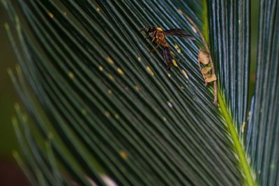 Close-up of caterpillar on leaf