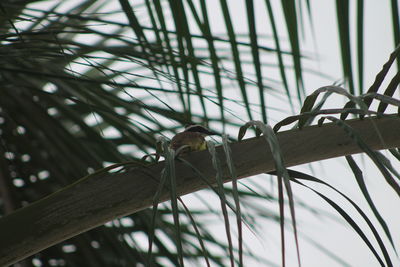 Close-up of bird perching on branch