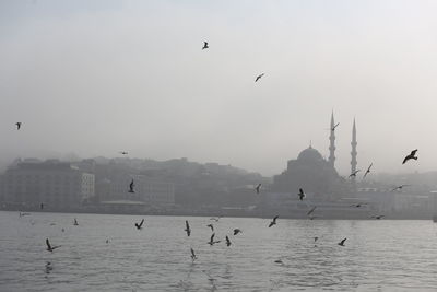 Seagulls flying in the sky