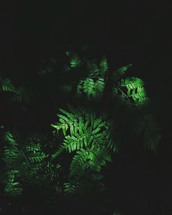 Trees growing at night