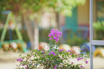 Close-up of pink flowering plant