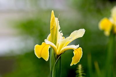 Close-up of yellow flowering plant