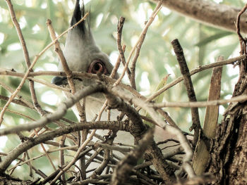 Low angle view of bird perching on tree