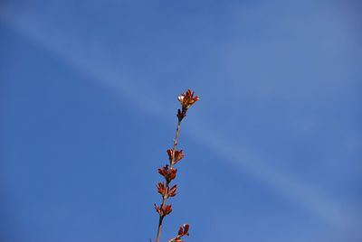 Low angle view of flowering plant against blue sky