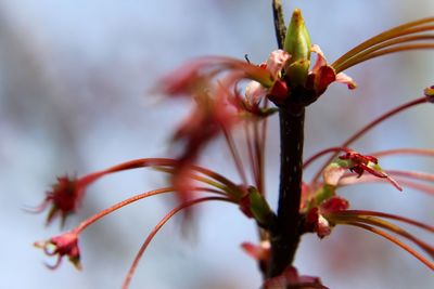 Close-up of wilted flower buds