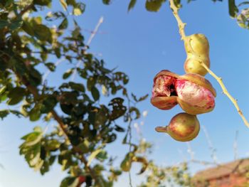 Low angle view of fruits on tree against sky