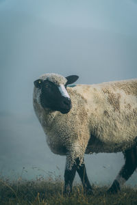 Sheep standing in a field