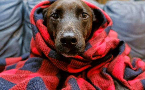 Close-up portrait of dog