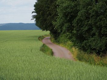 Scenic view of field