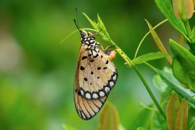 Close-up of butterfly pollinating flower