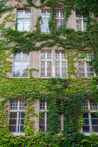 Low angle view of ivy growing on building
