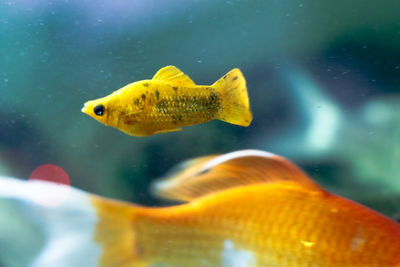 Close-up of yellow fish swimming in sea