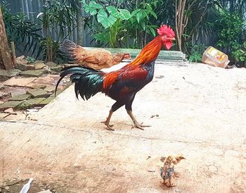 View of a rooster