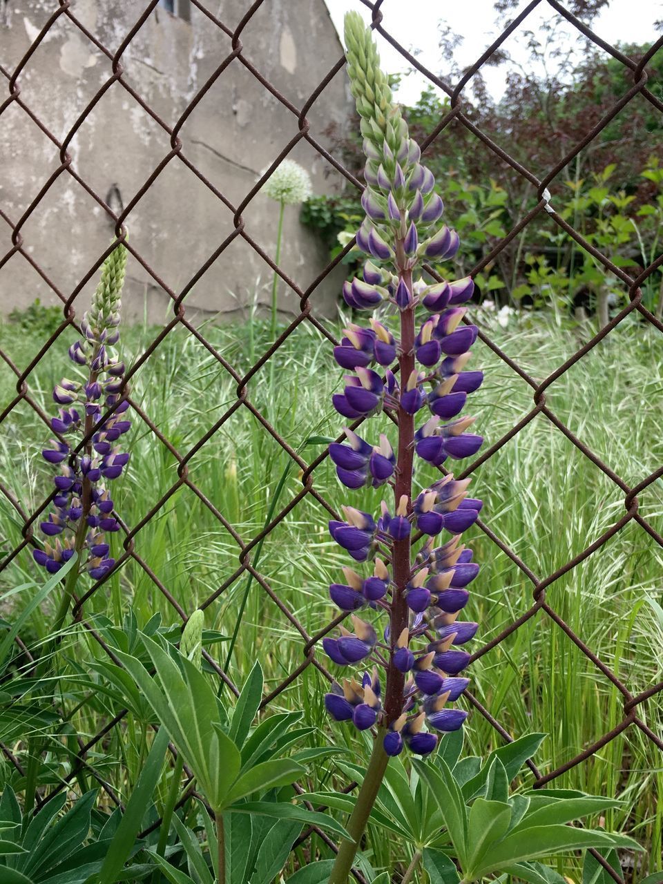 CLOSE-UP OF PURPLE FLOWERING PLANTS