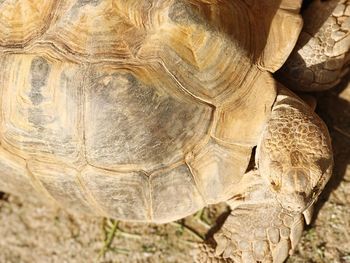 Close-up of tortoise