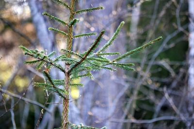 Close-up of snow on tree during winter