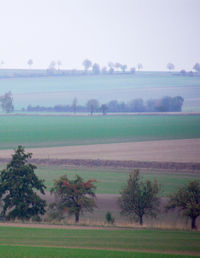 Scenic view of trees on field against sky