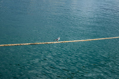 High angle view of rope in sea