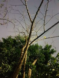 Low angle view of bare trees against sky