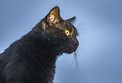 Close-up of a cat looking away