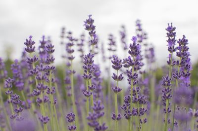 Close-up of purple flowers