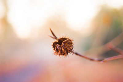 Close-up of thistle