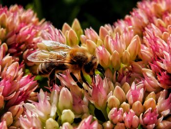 Close-up of bee on pink flowers