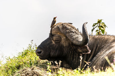 Elephant on grass against clear sky