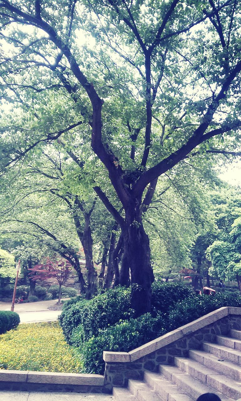 tree, growth, branch, flower, park - man made space, nature, beauty in nature, tree trunk, plant, day, park, outdoors, tranquility, green color, growing, built structure, building exterior, formal garden, sunlight, blossom