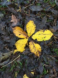 Leaves on ground