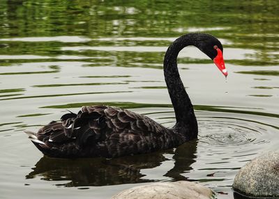 Swan swimming in lake