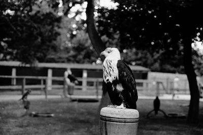 Bird perching on a park